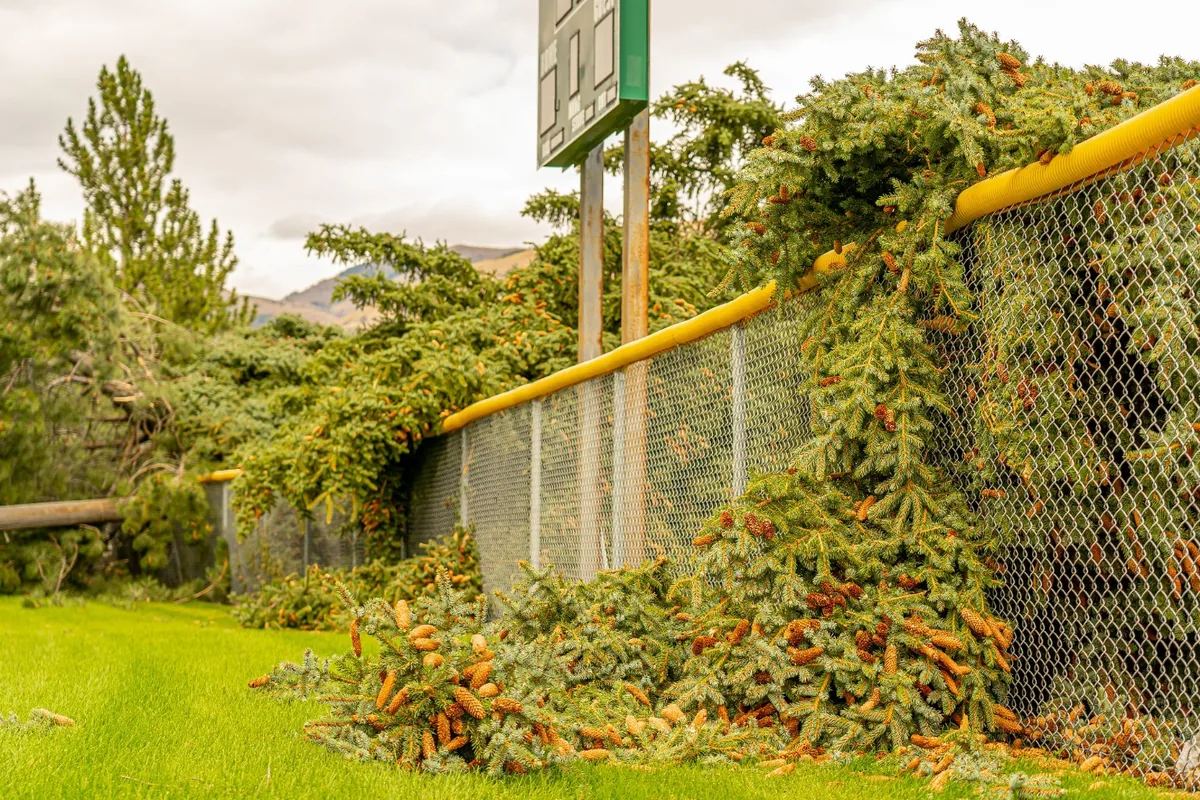 Storm debris cleanup service