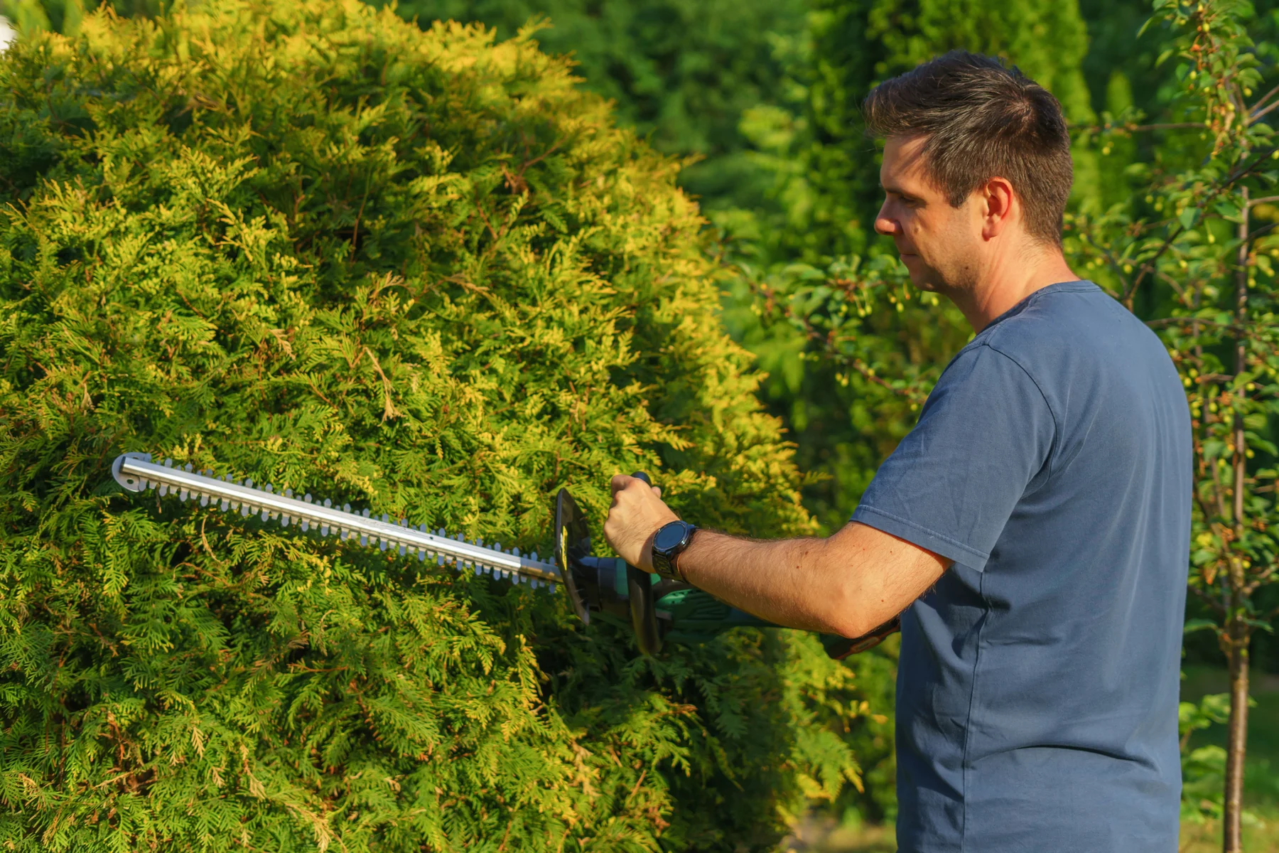 Hedge trimming work